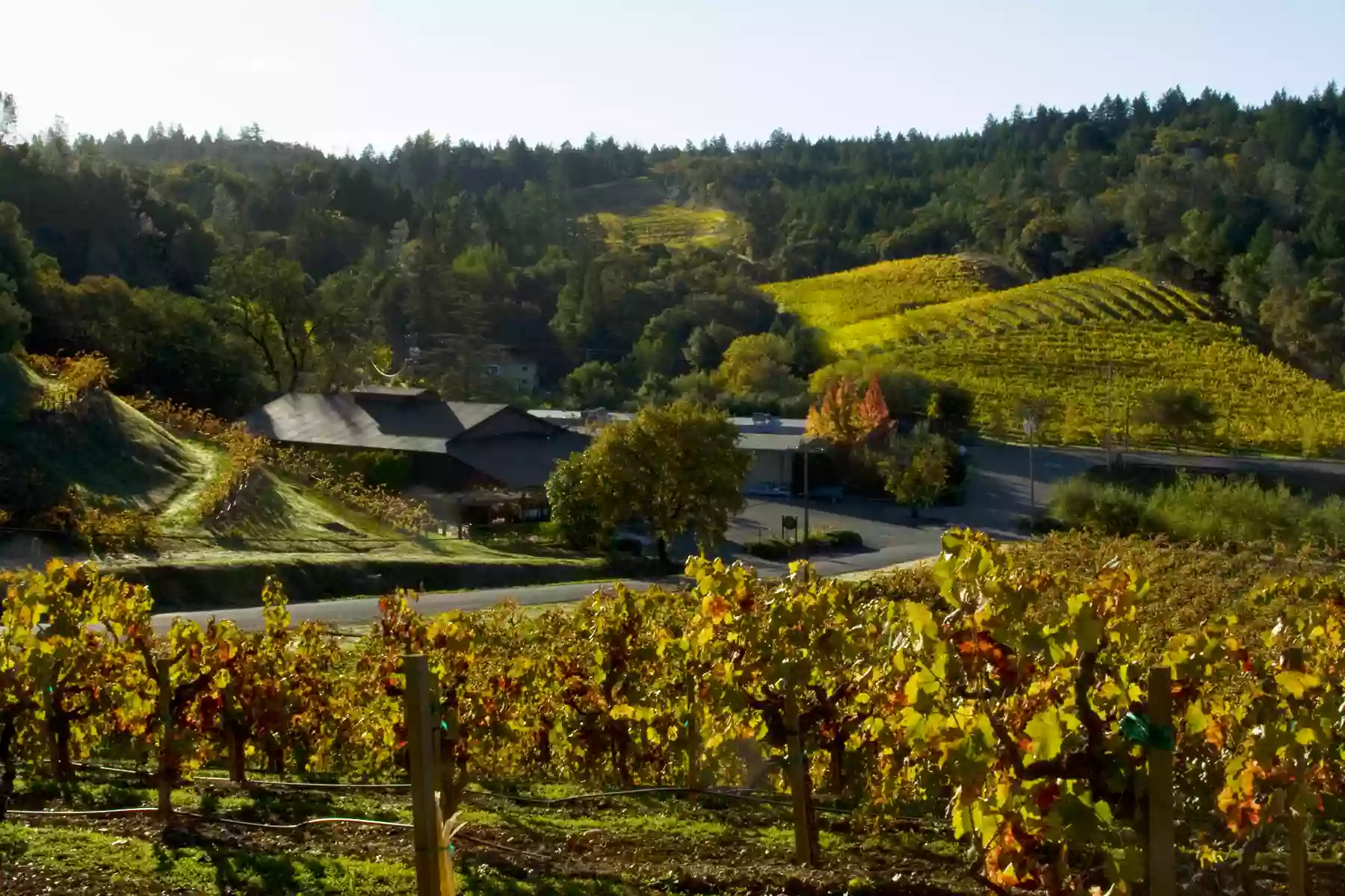 Pedroncelli Winery Pedroncelli Winery