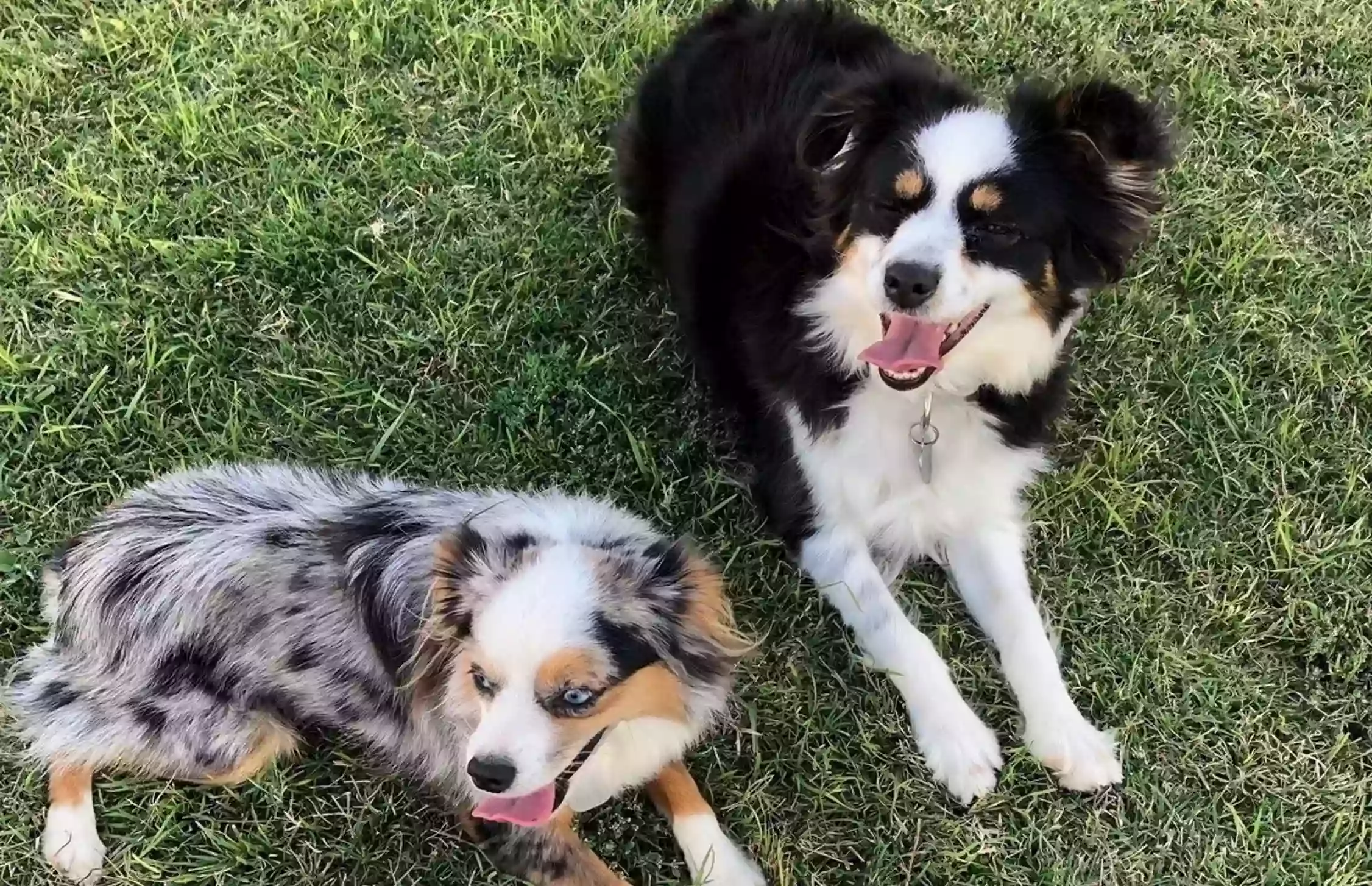 Joyfulpuppies