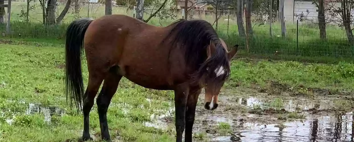 Sugar Plum Ranch Sugar Plum Ranch