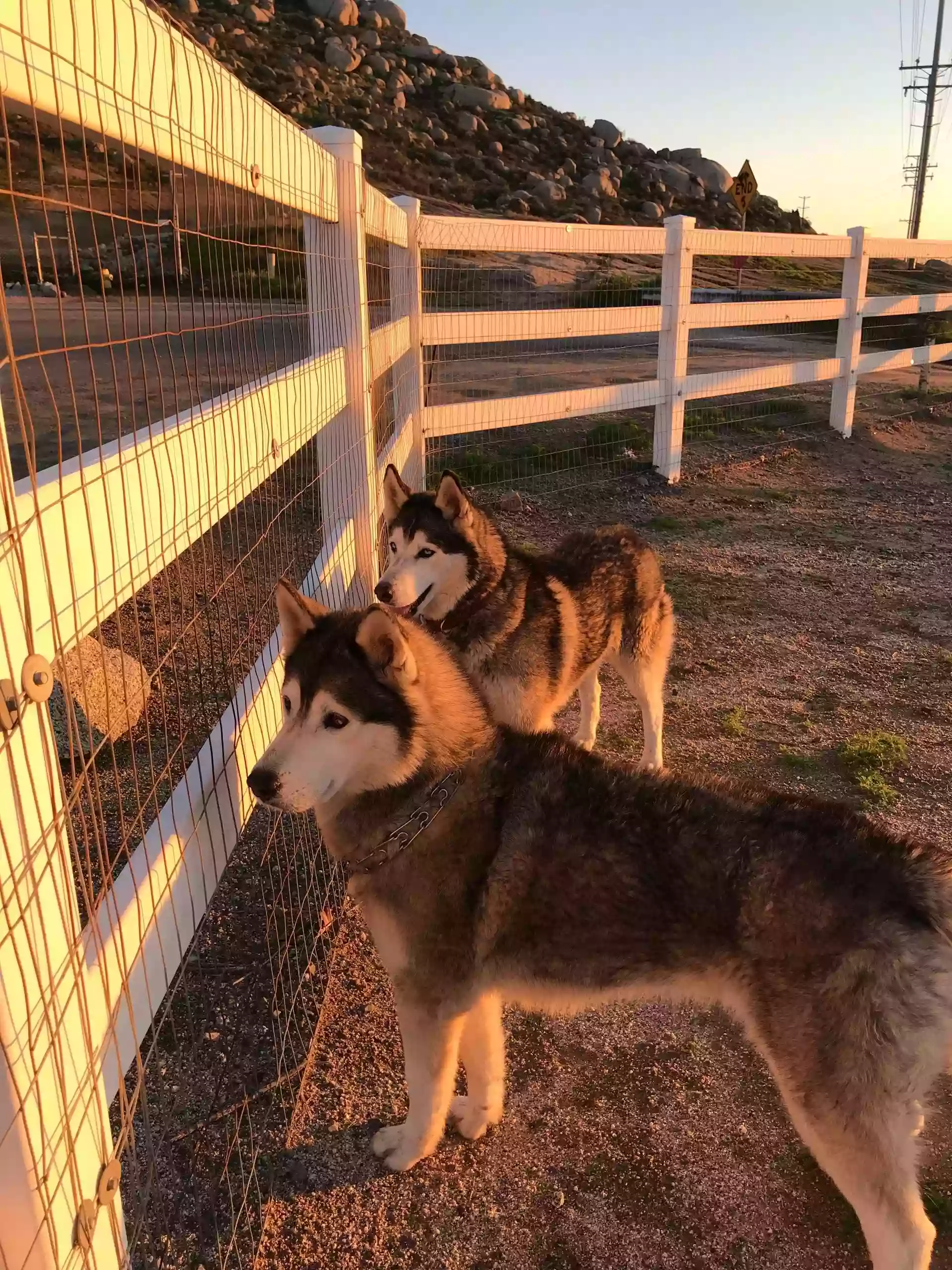 Debsdogdays Debsdogdays