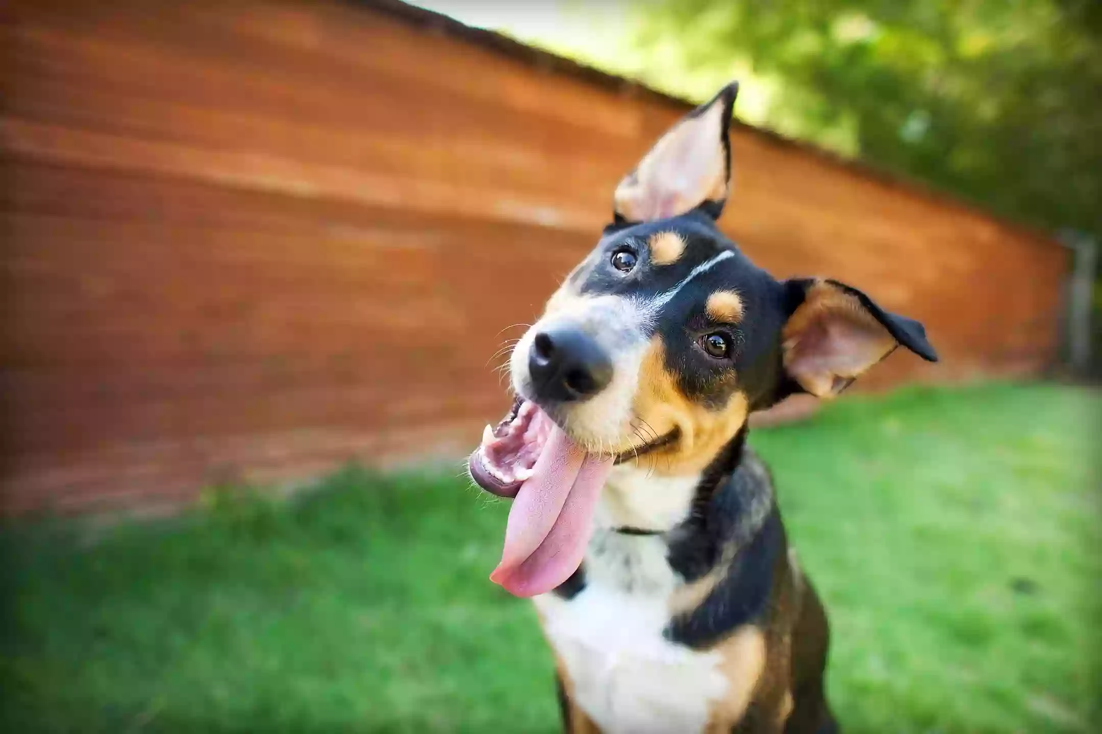Happy Pup Happy Pup