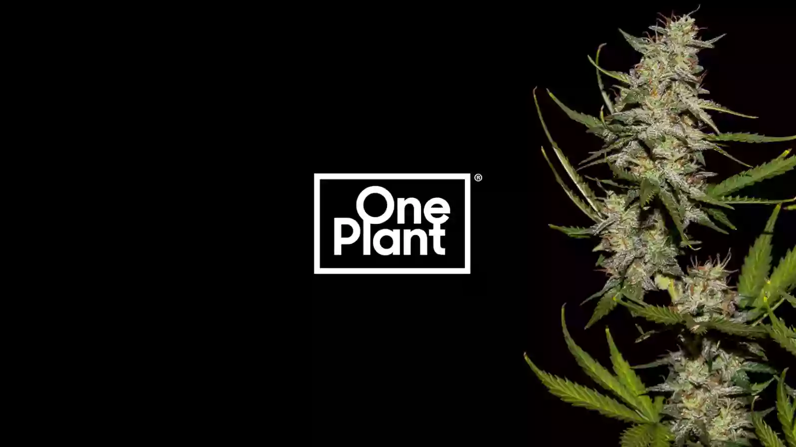One Plant Santa Cruz One Plant Santa Cruz