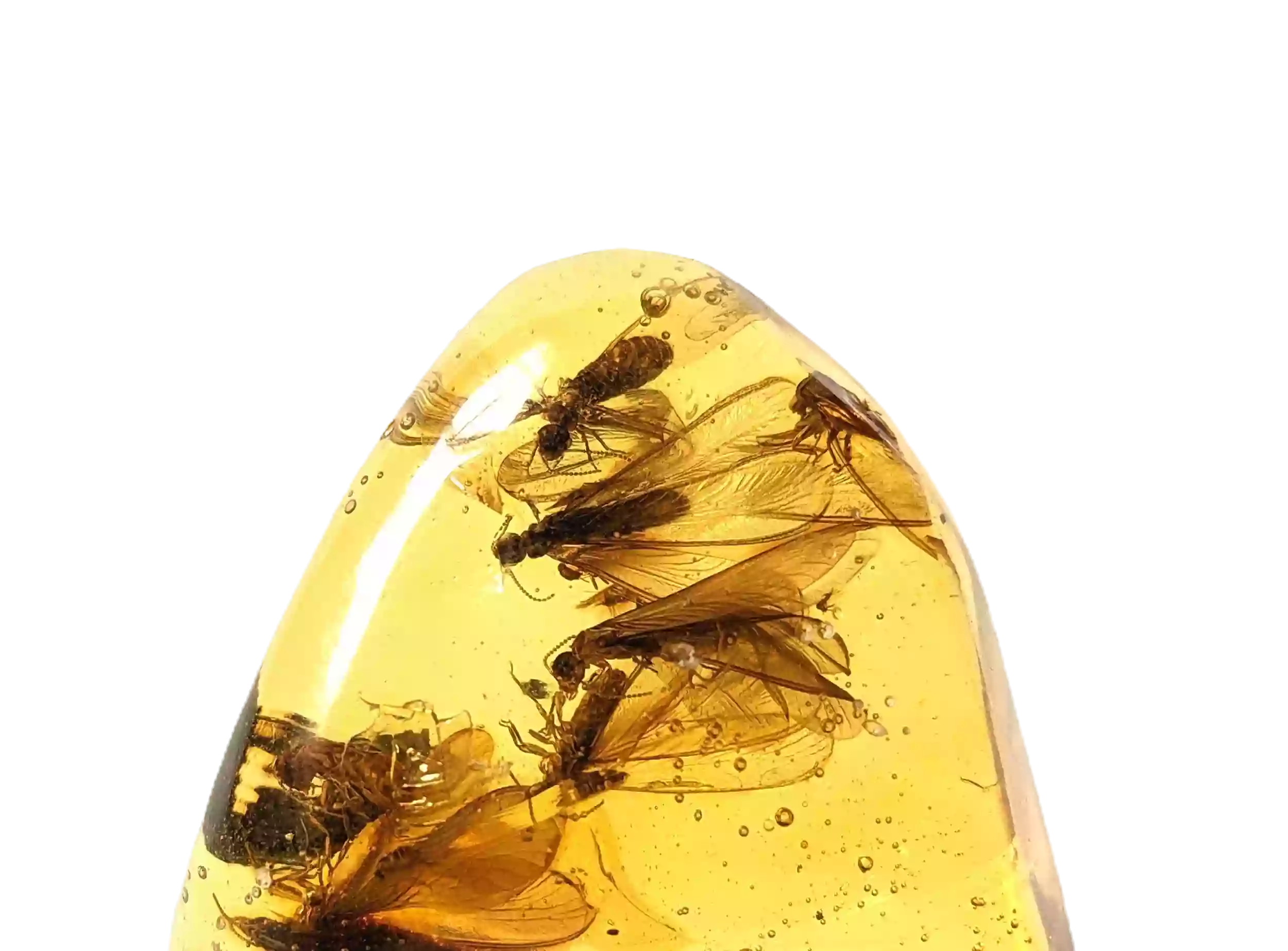 Amber Insects Amber Insects