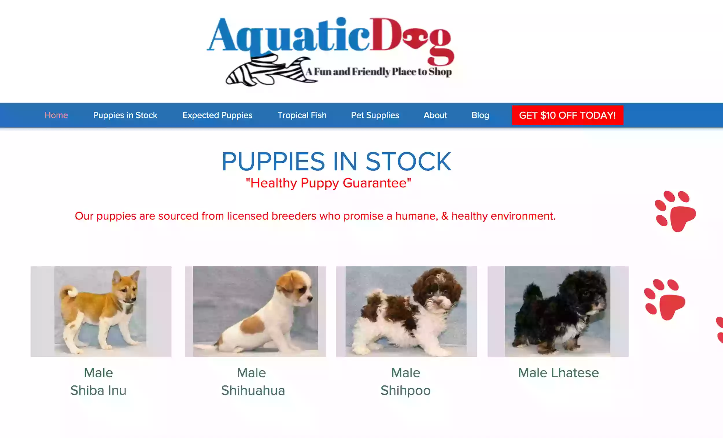 Aquatic Dog Aquatic Dog