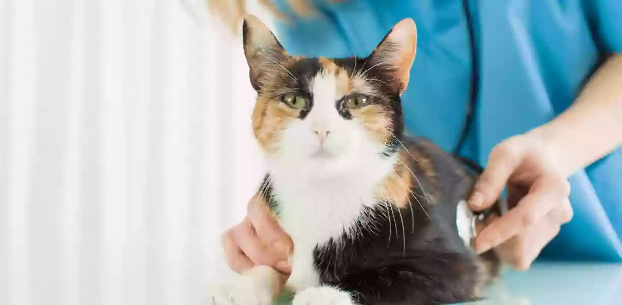 Denver Cat Hospital Denver Cat Hospital