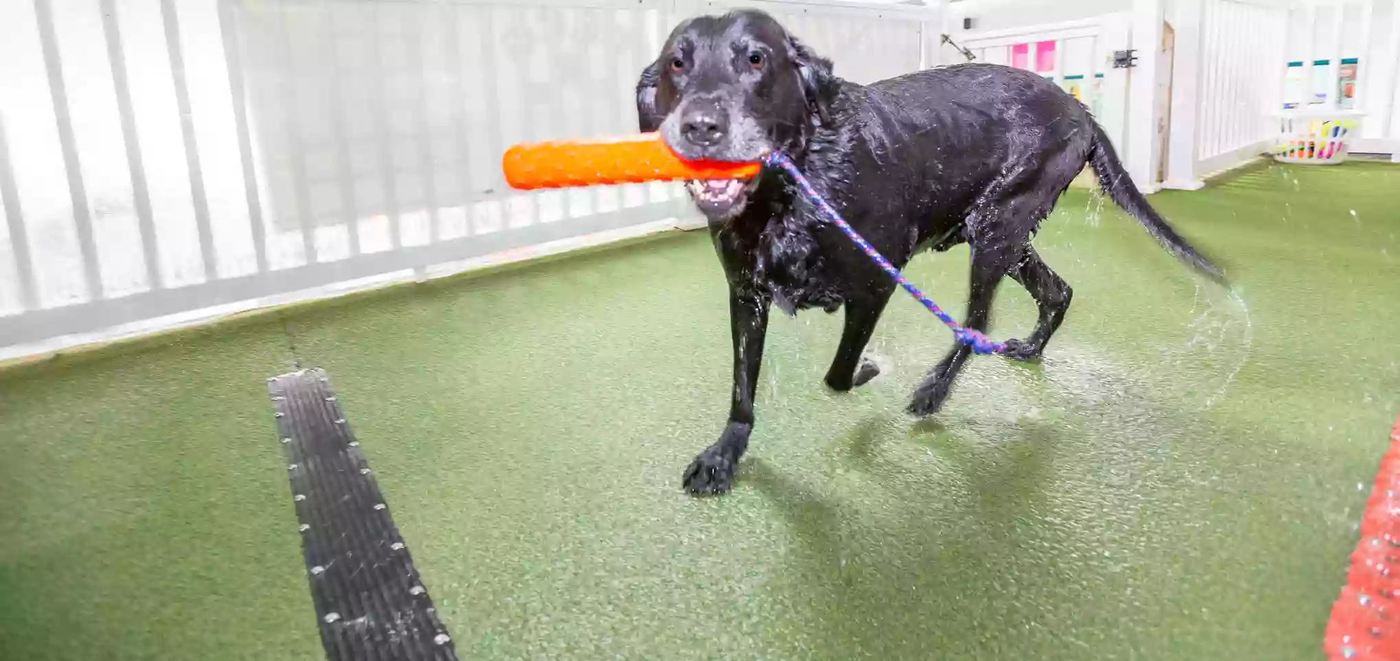 Low Level Laser Therapy Low Level Laser Therapy