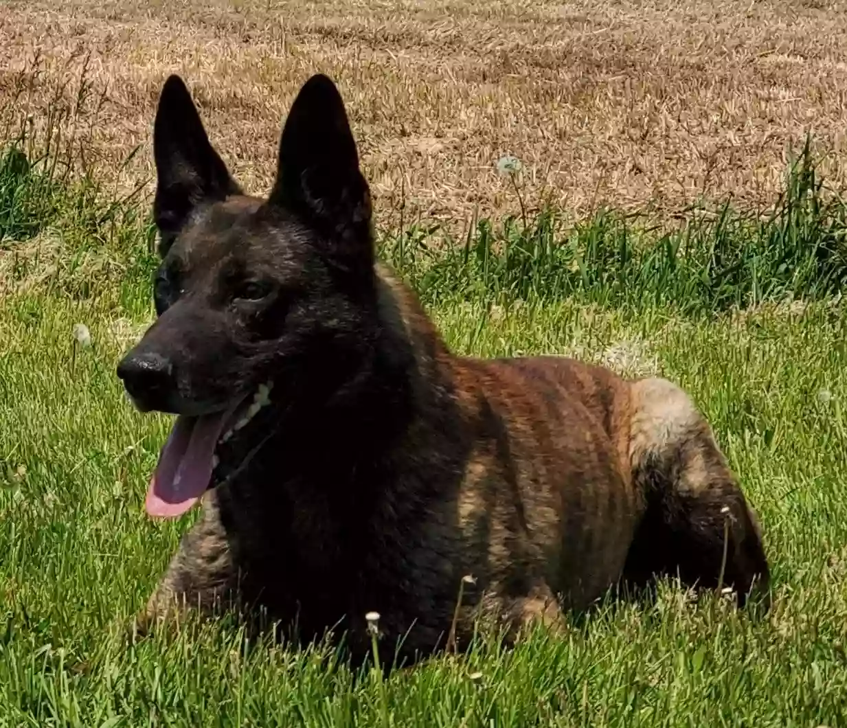 First State K9 First State K9