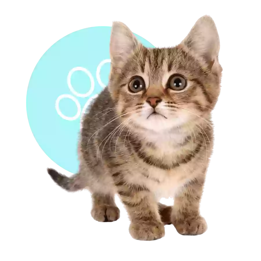 Hockessin Animal Hospital Hockessin Animal Hospital