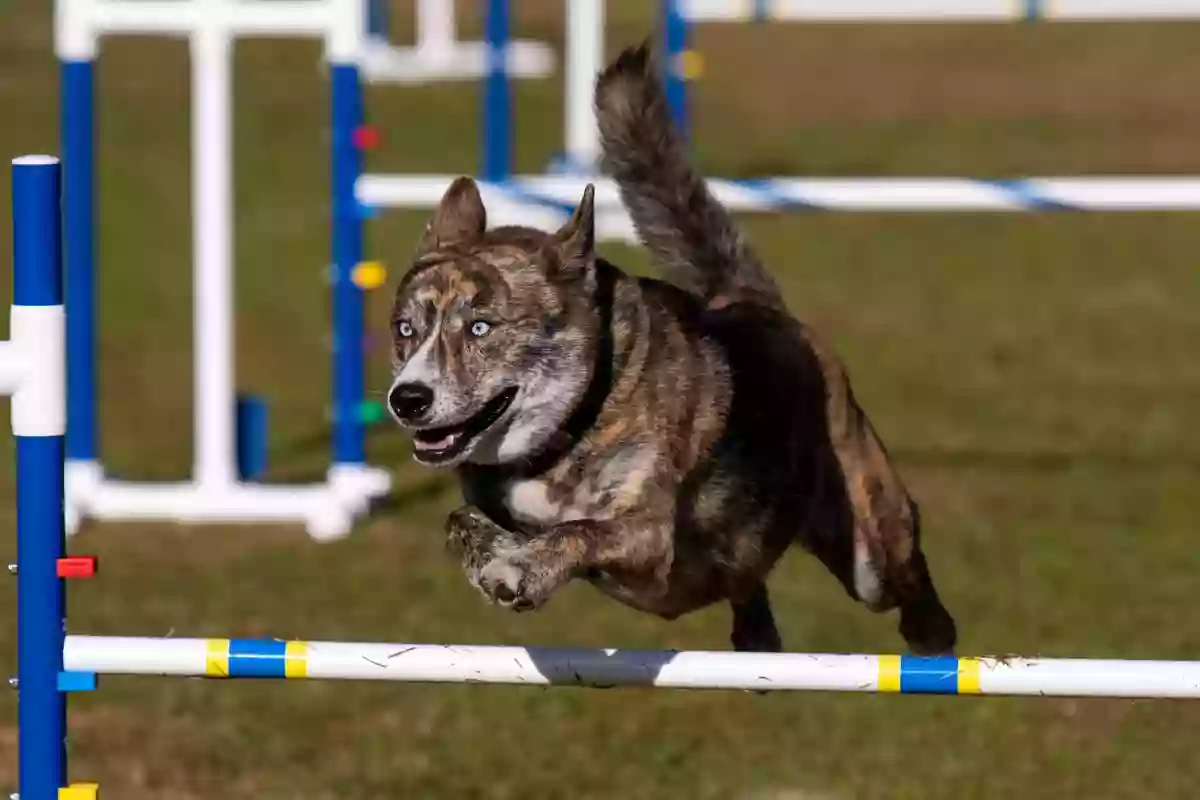 Dog's Play Dog's Play