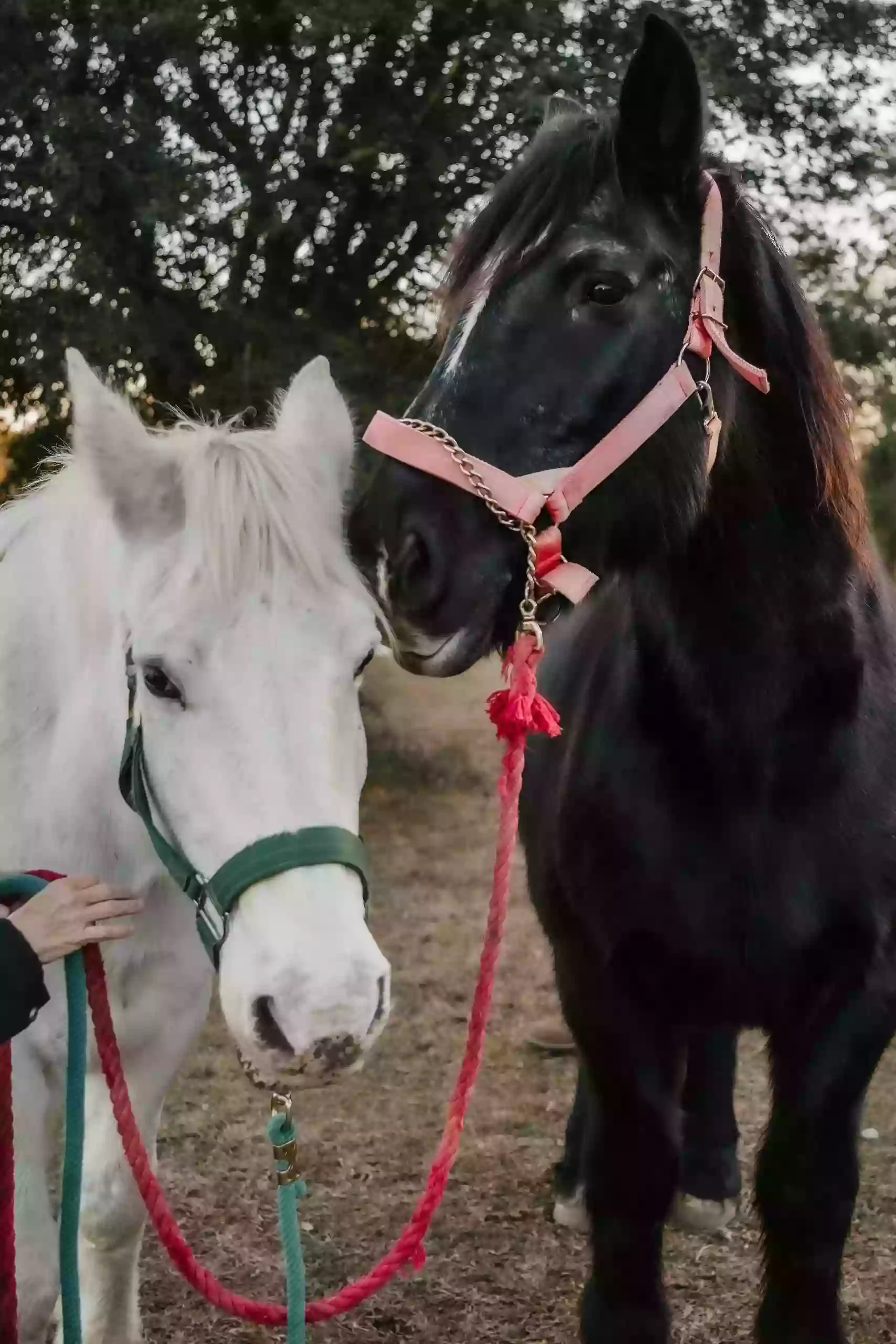 Horse Healing Horse Healing