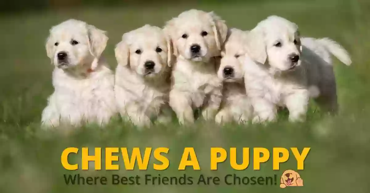 Chews A Puppy Chews A Puppy