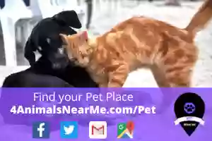 Bartow Pet Grooming Bartow Pet Grooming