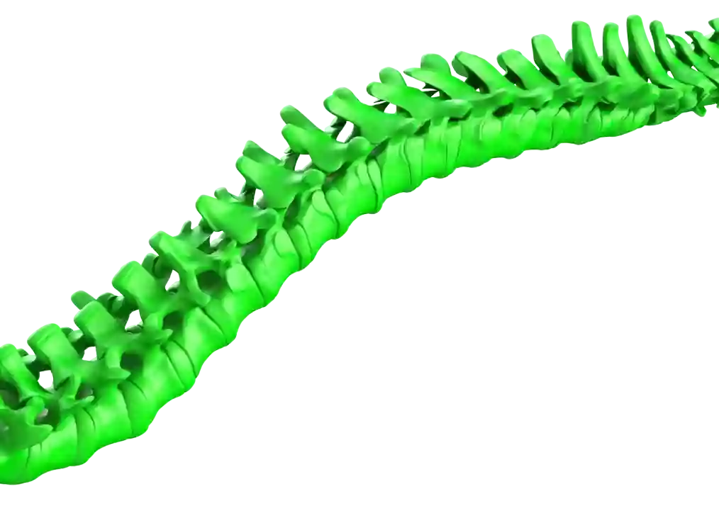 Vy Spine Vy Spine