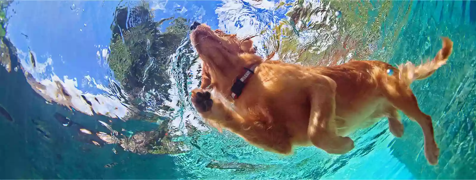 Pet Paradise Naples Pet Paradise Naples