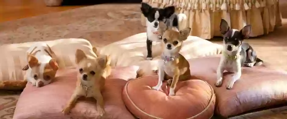 Royalty Pets Royalty Pets