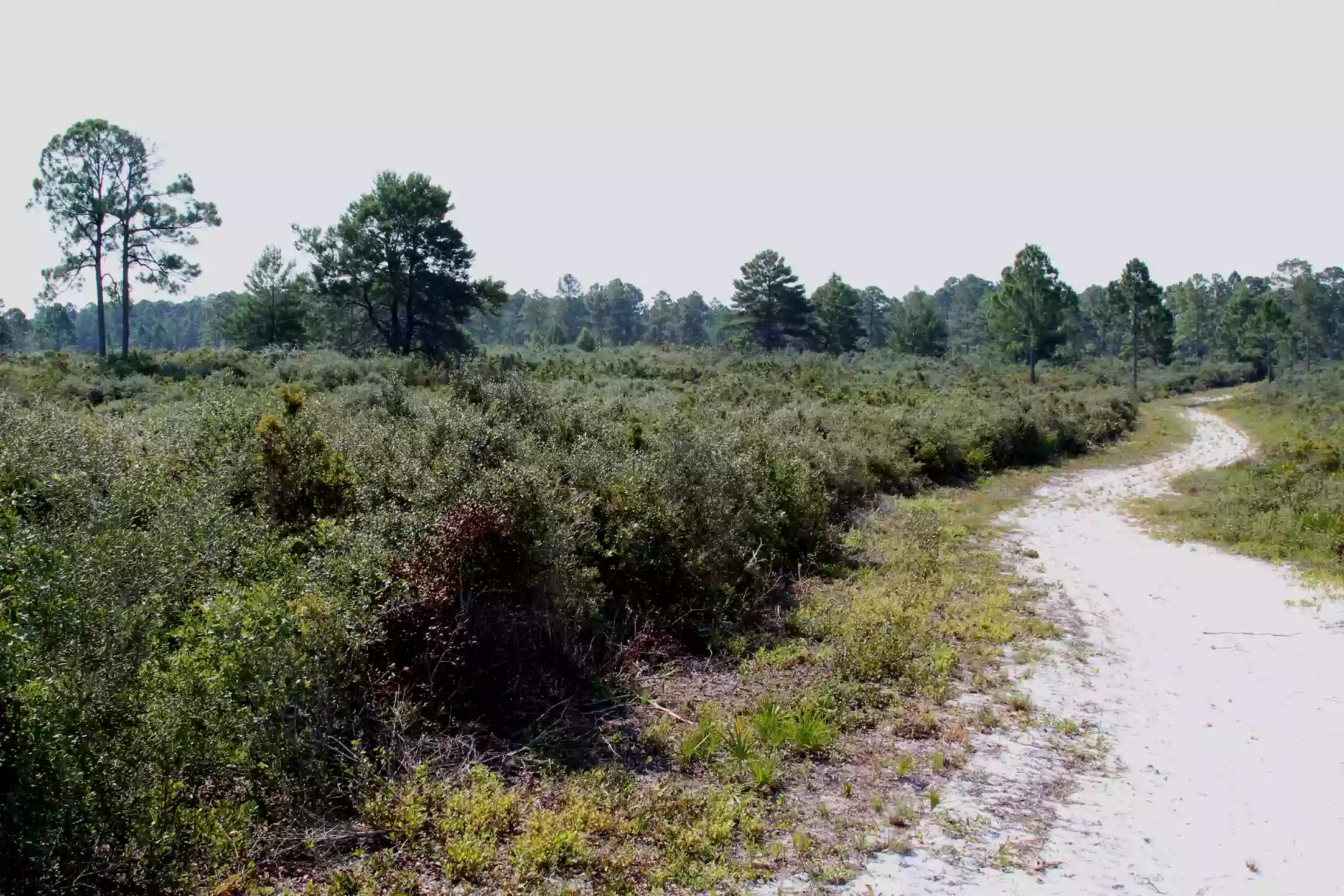 Cedar Key Scrub State Reserve Cedar Key Scrub State Reserve