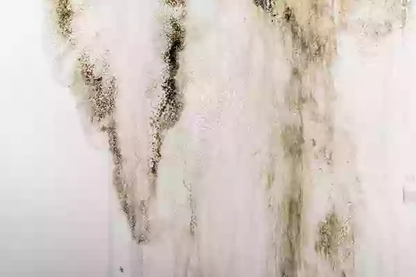 Gulf Coast Carpet Care Gulf Coast Carpet Care