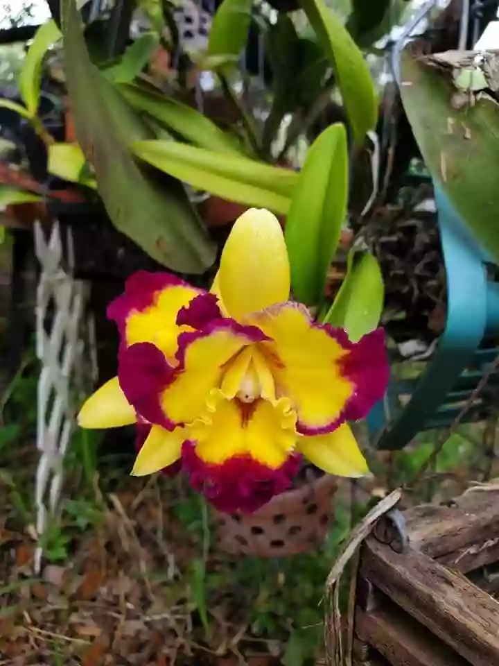 Orchid Envy Orchid Envy