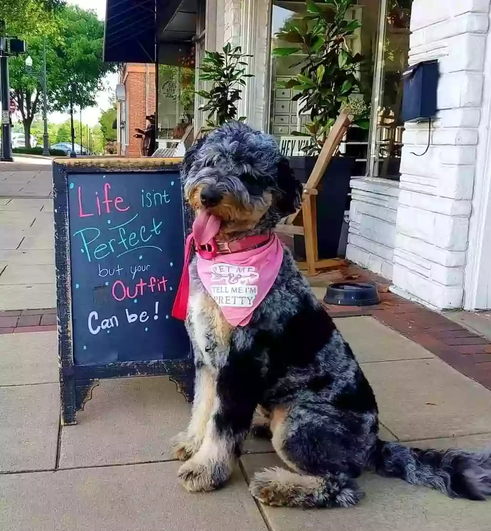 The Doodle Groomer The Doodle Groomer