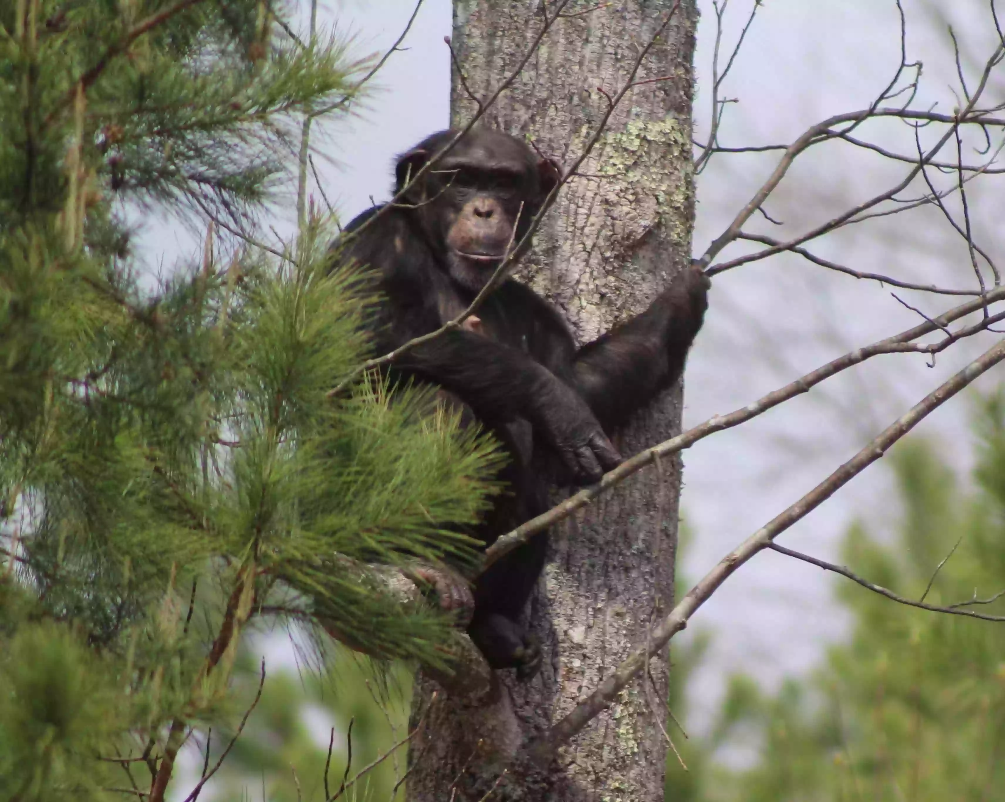 Project Chimps Project Chimps
