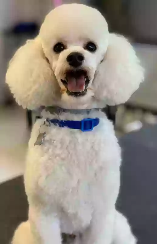 Pet Konnektion Pet Konnektion