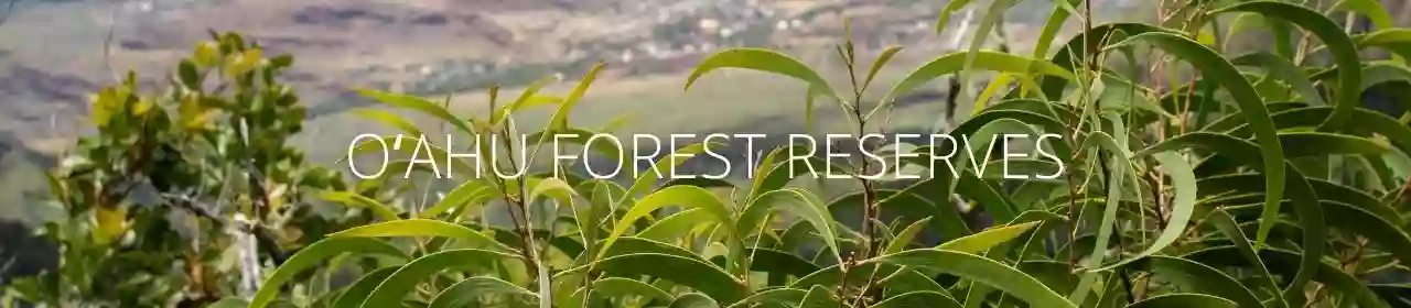 Honolulu Watershed Forest Reserve