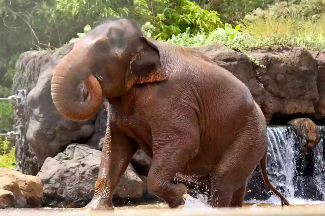 Honolulu Zoo Elephant Enclosure Honolulu Zoo Elephant Enclosure