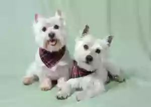 Spot On Grooming Spot On Grooming
