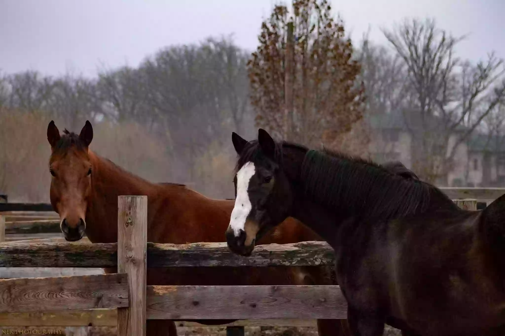 B&B Horse Ranch B&B Horse Ranch