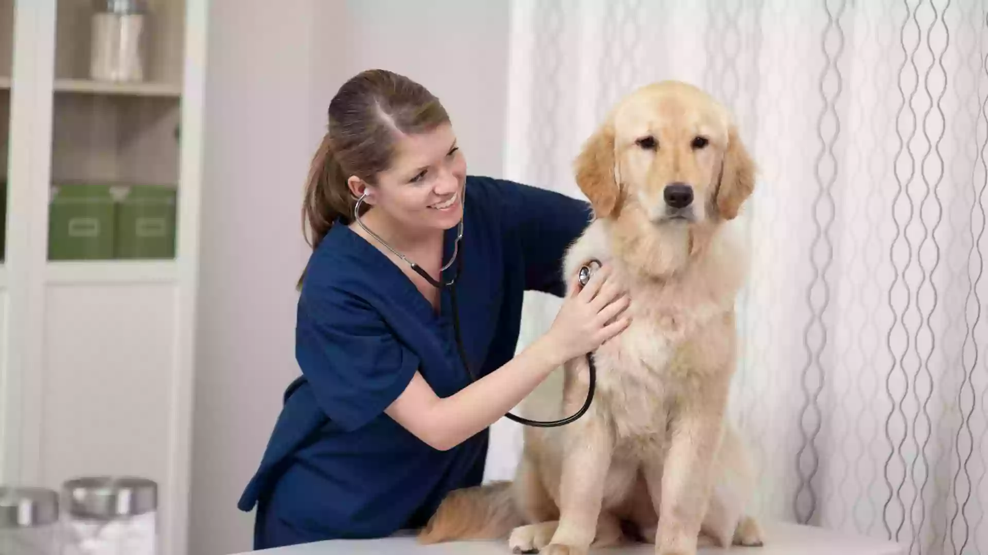 Finan Animal Hospital Finan Animal Hospital
