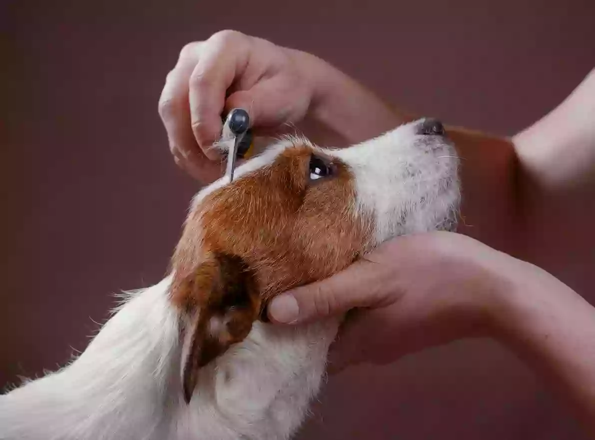 Apolda Kennels Apolda Kennels