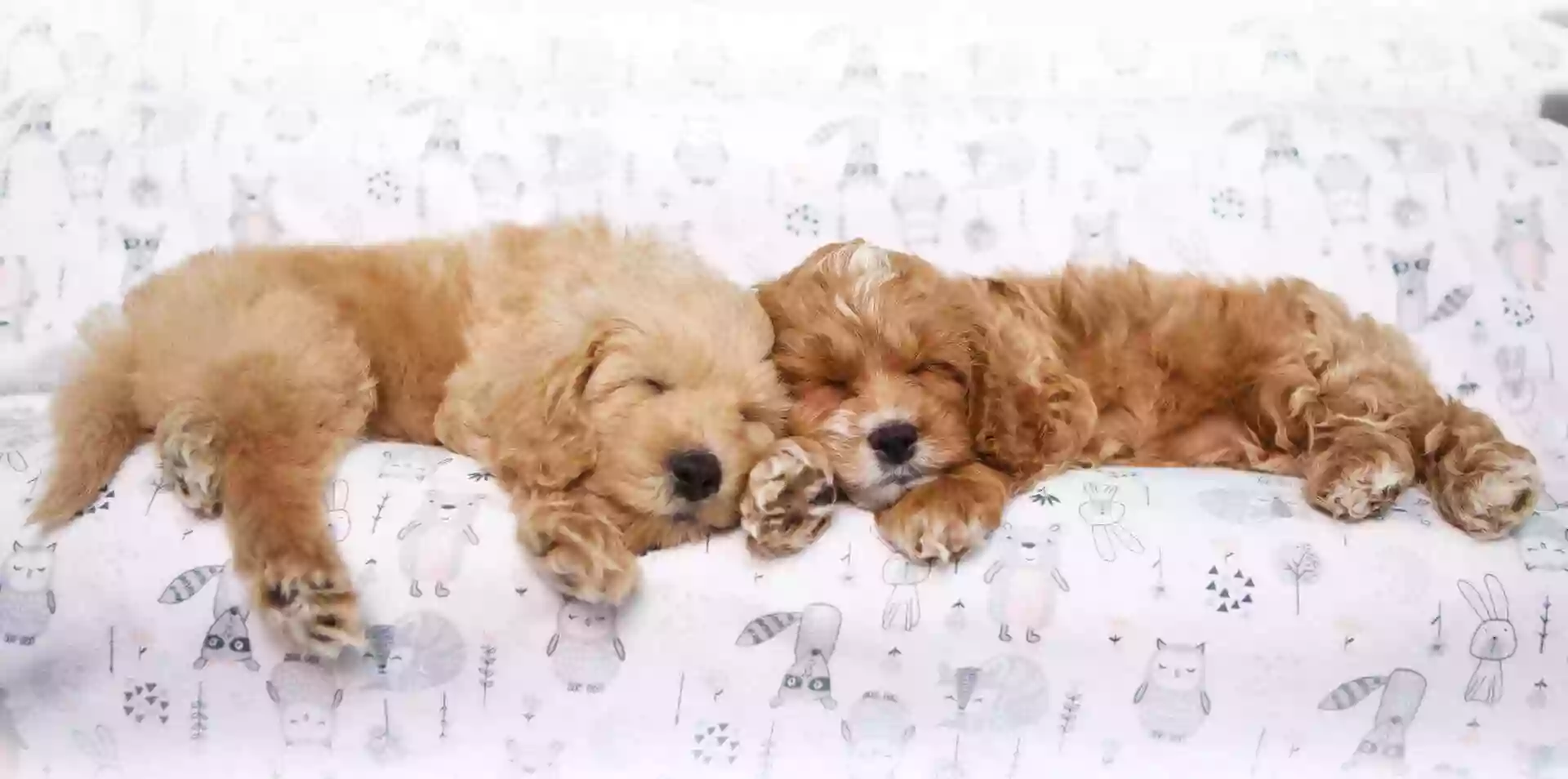 Happy Pup Manor Happy Pup Manor