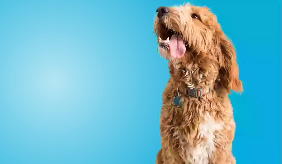 PetSuites PetSuites