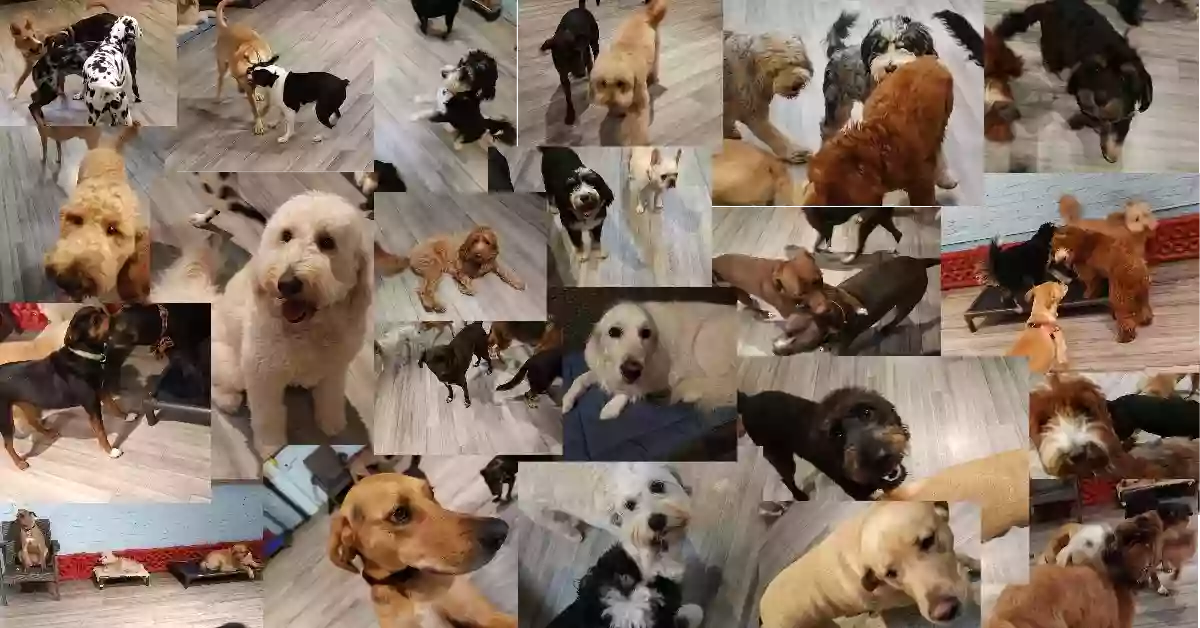 Dogs Day Inn Dogs Day Inn