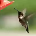 Hummingbird Park Hummingbird Park