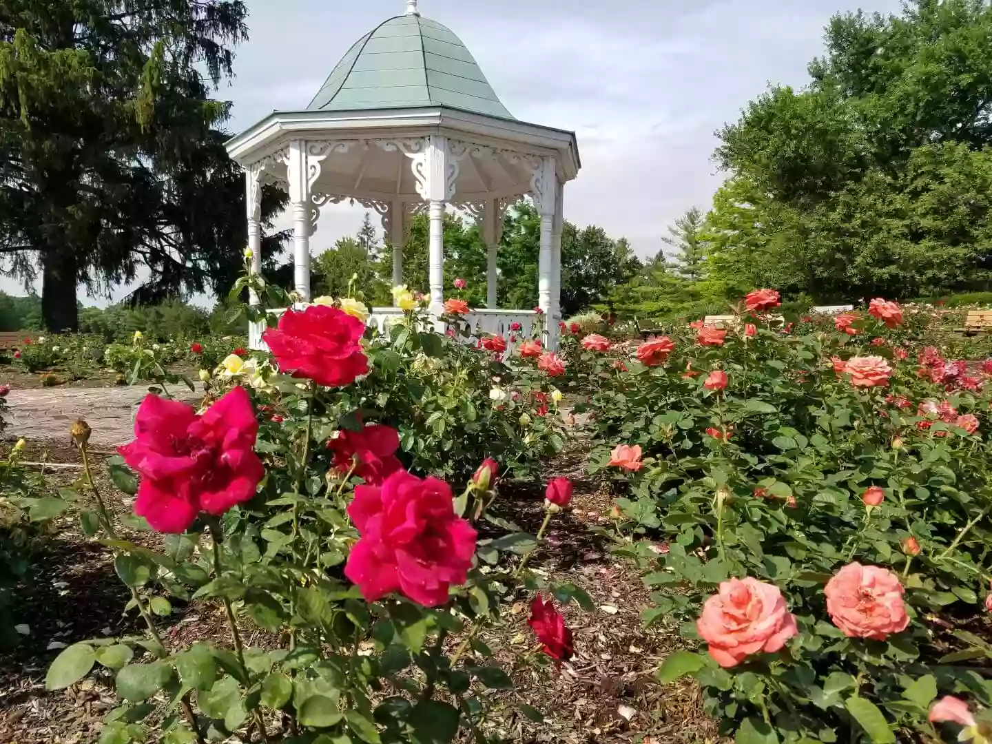 Richmond Rose Garden Richmond Rose Garden
