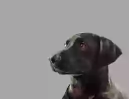 Woof Life Woof Life