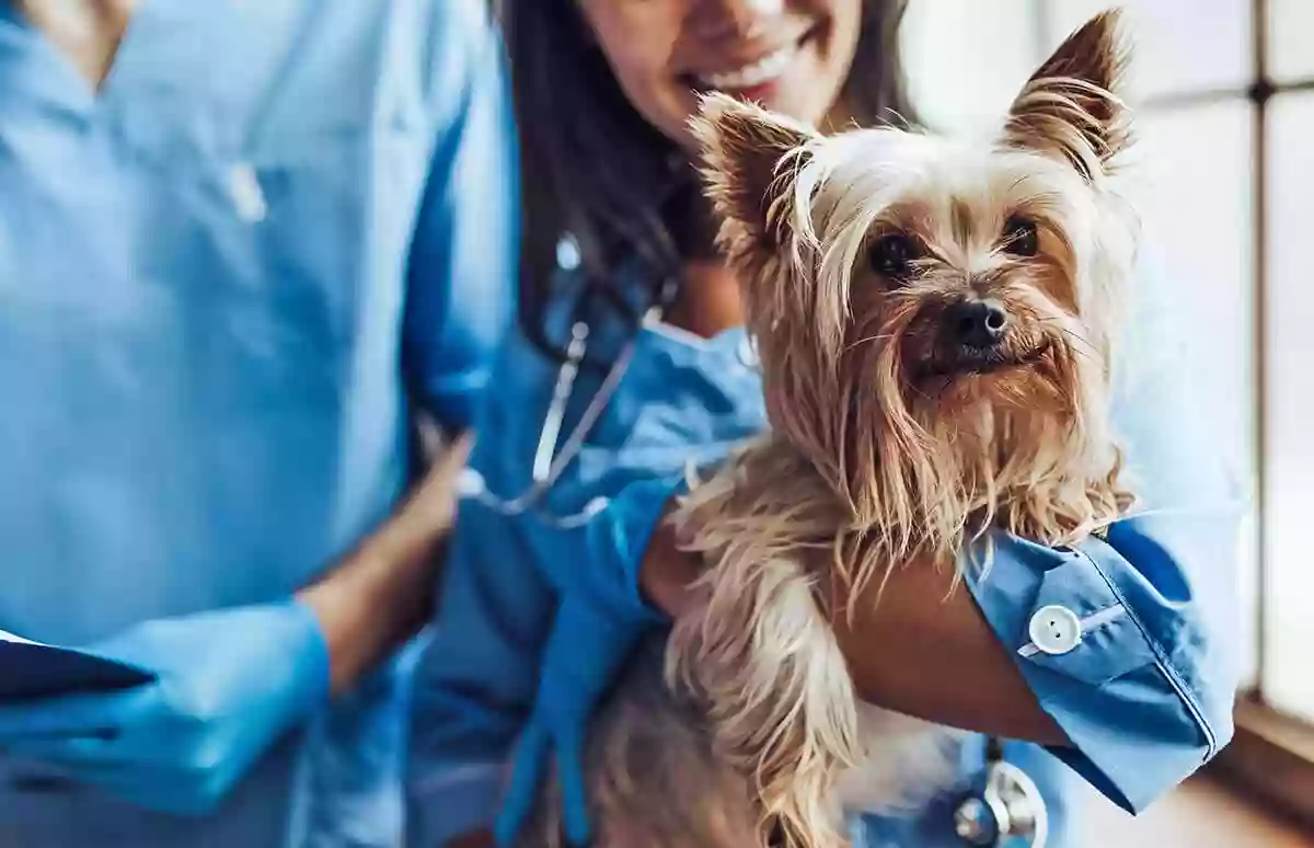 Pet Vet Express Pet Vet Express