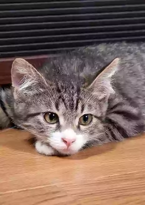 Emergency Vet Emergency Vet
