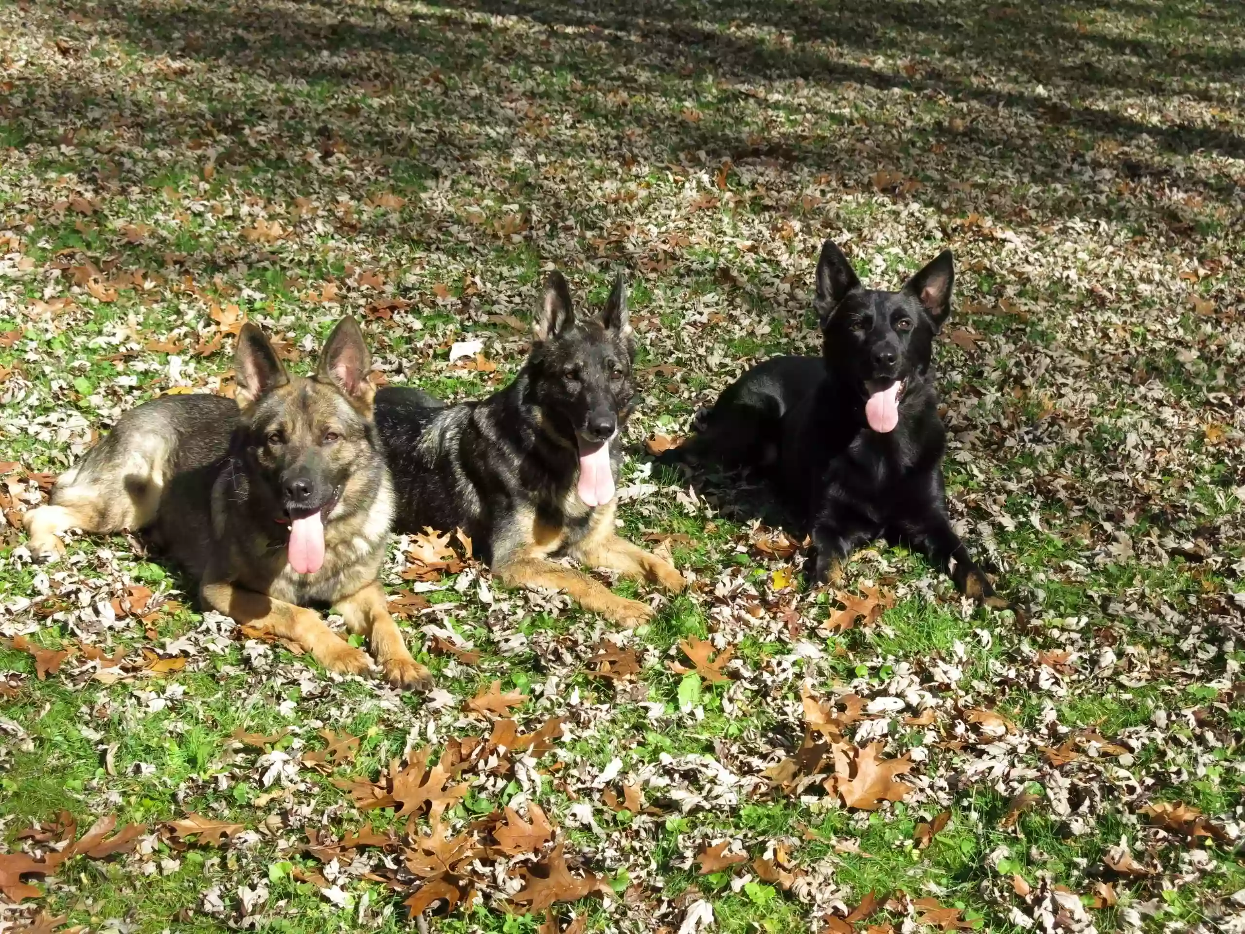 Indy K-9 Indy K-9