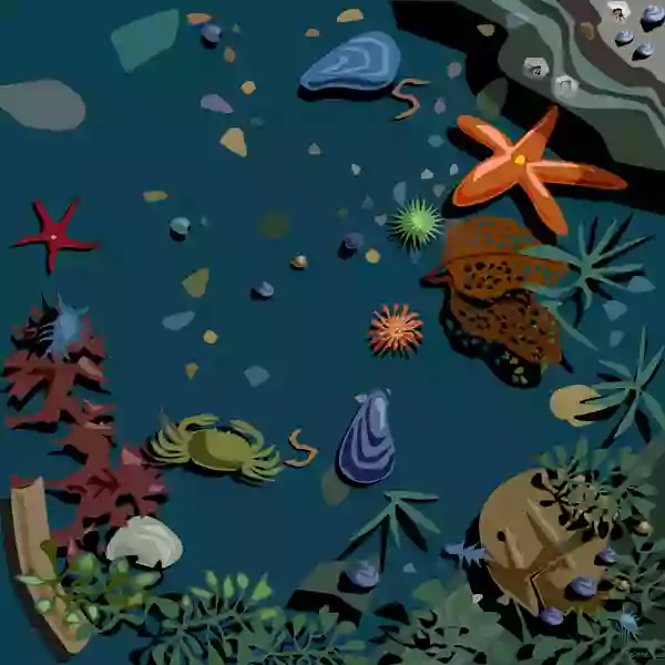 Coast Encounters Coast Encounters
