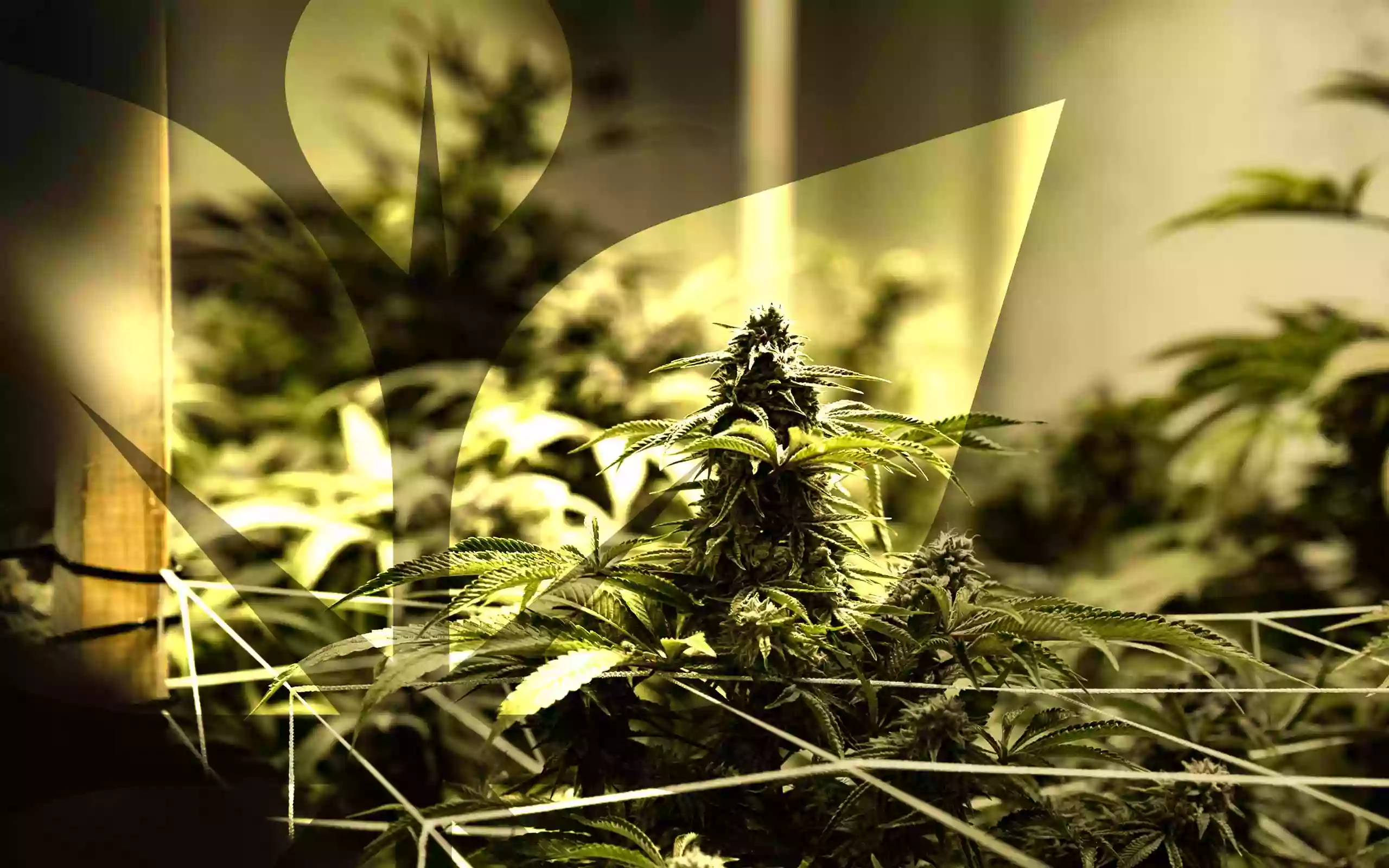Full Bloom Cannabis - Fort Kent Full Bloom Cannabis - Fort Kent