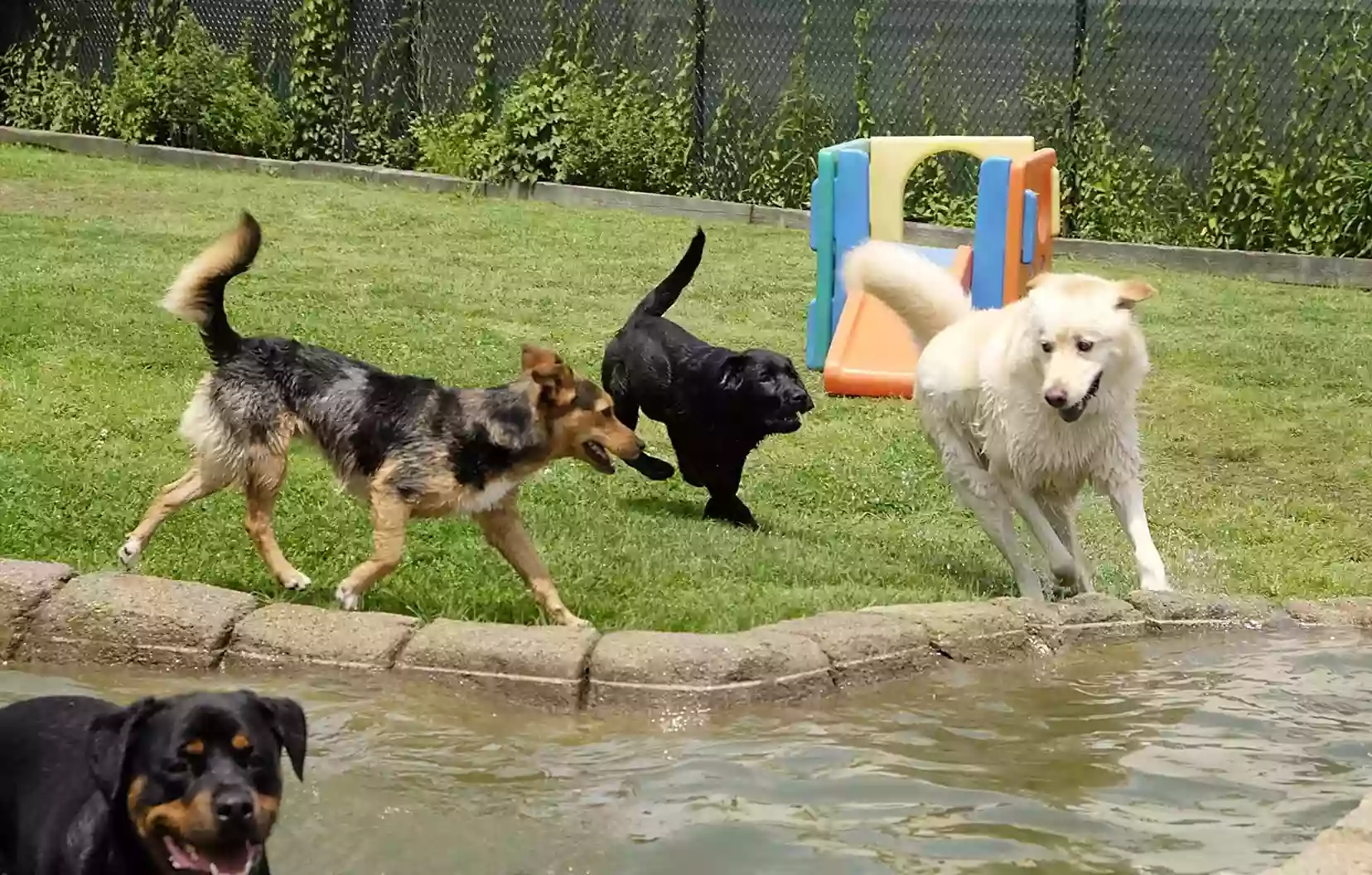 Paws 4 Play Paws 4 Play