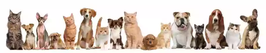 Dog House Dog House
