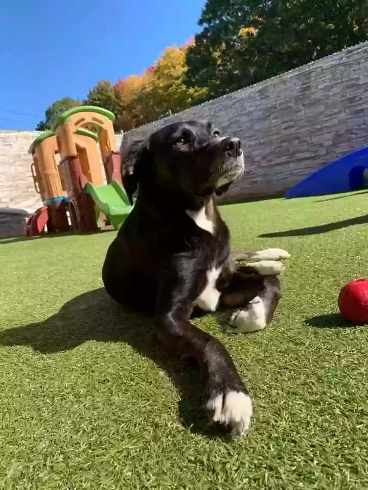 Dog House Dog House