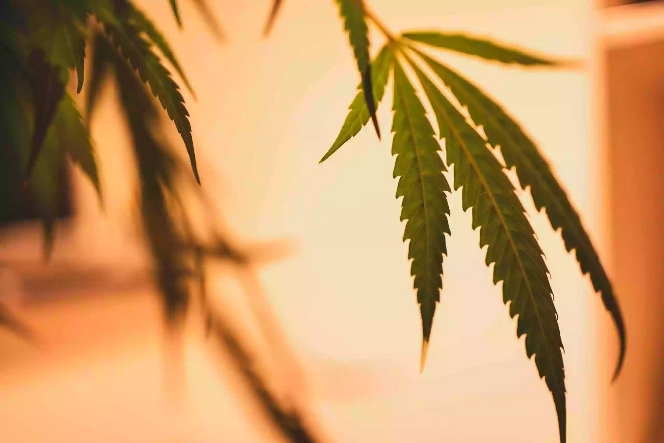 Orange Cannabis Company Orange Cannabis Company