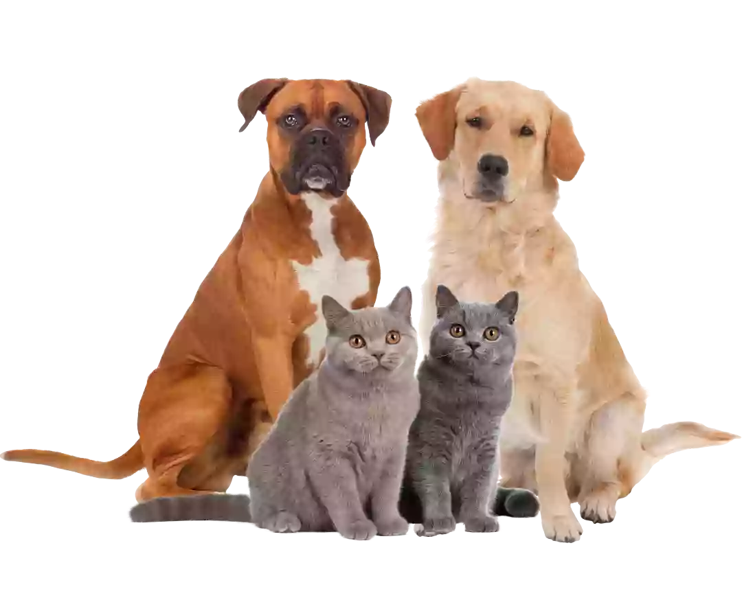 Leominster Animal Hospital Leominster Animal Hospital