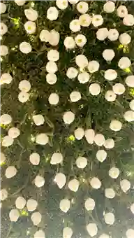 Illumination Massage LLC Illumination Massage LLC