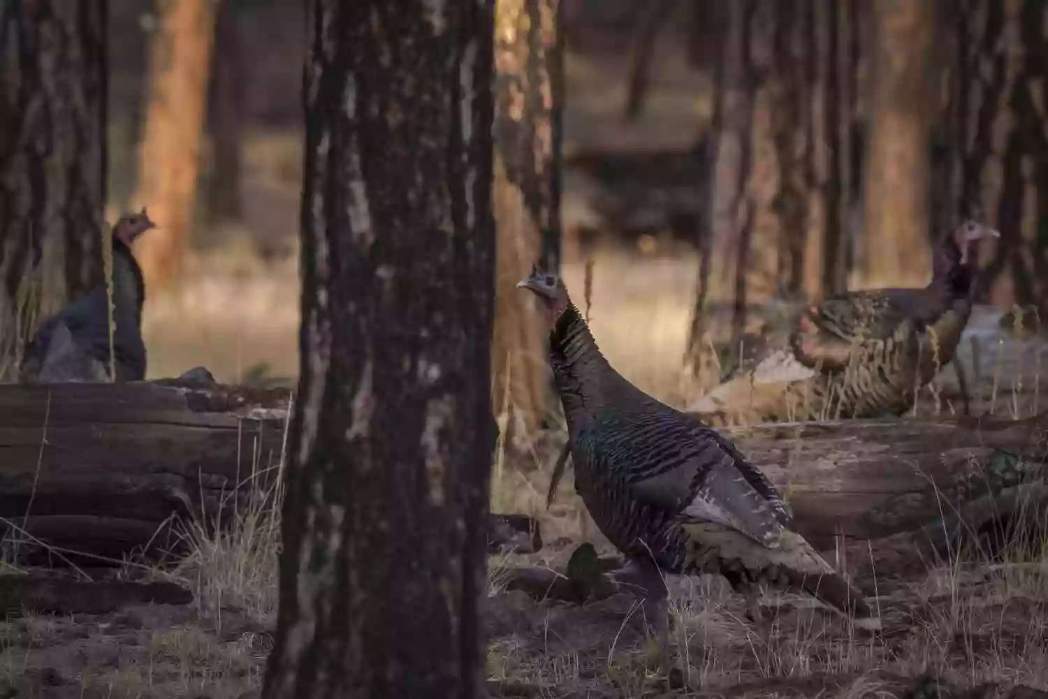 Gobblers Roost Gobblers Roost