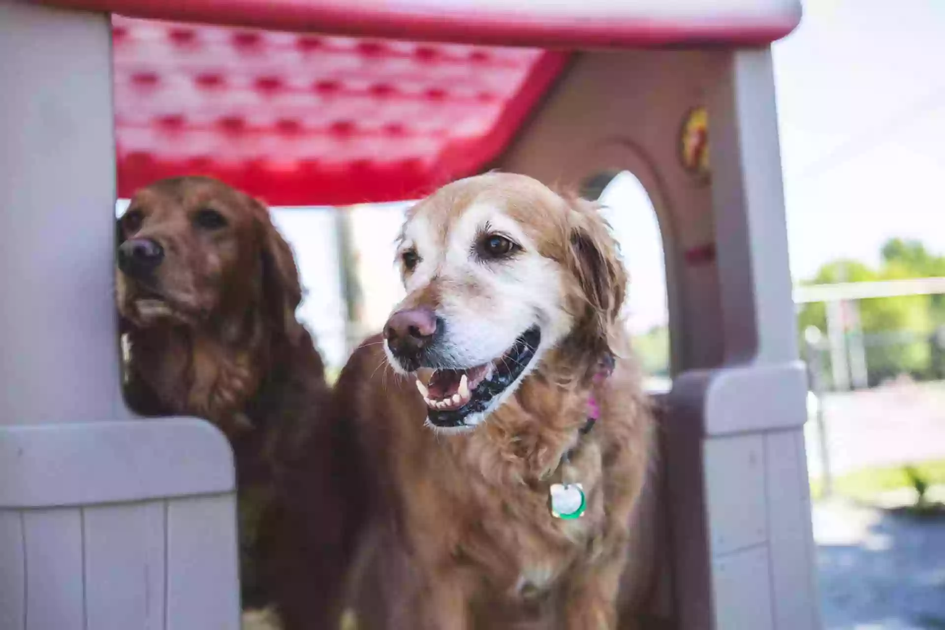 Fantastic Fido's Fantastic Fido's